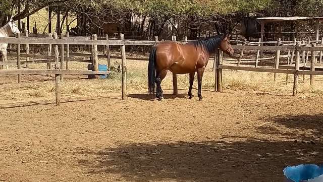 Samuel Pereira oferece: Haras completo, estrutura pronta para sua criação, água, irrigação no pasto